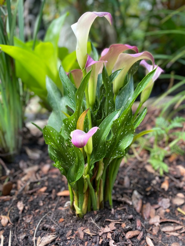calla lily