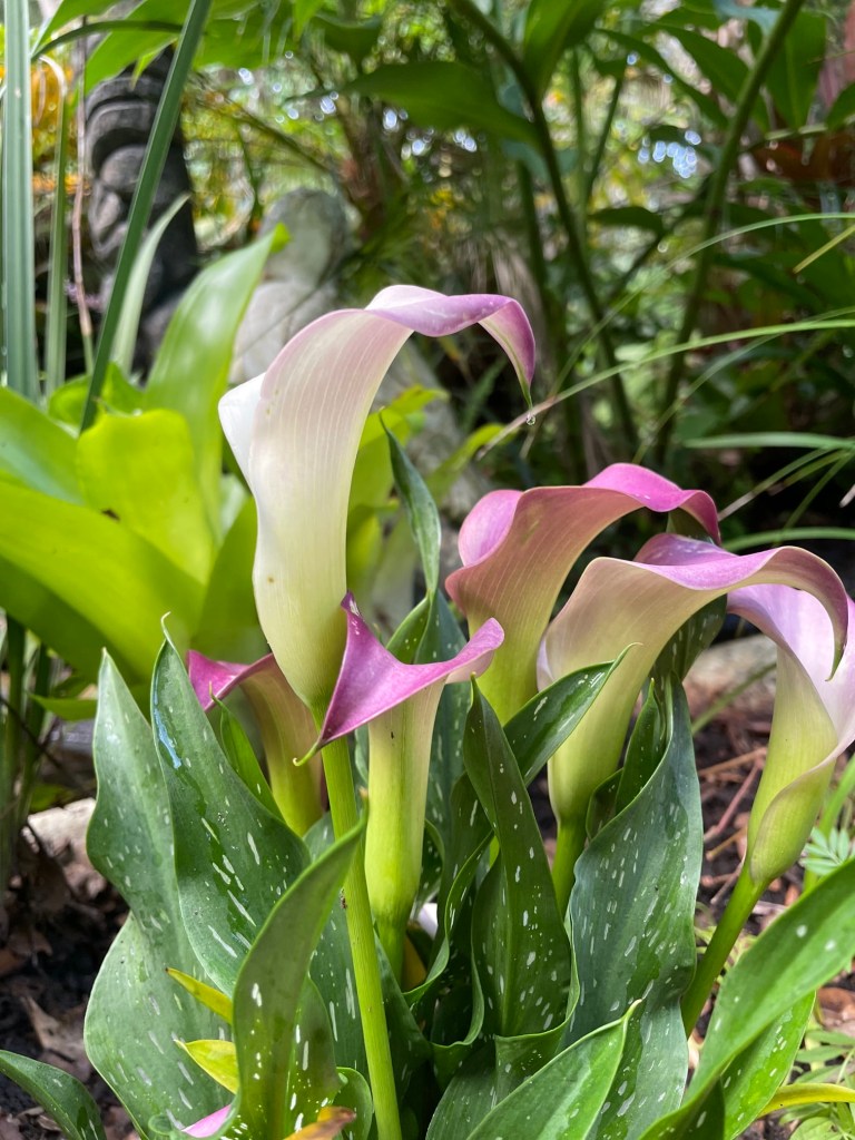 pink calla lily in the garden