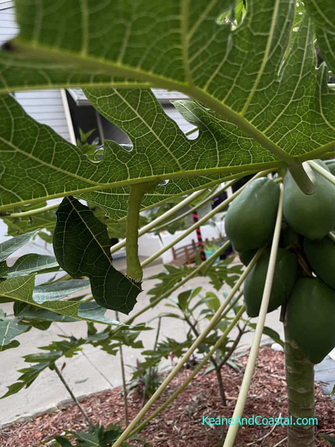 papaya hornworm on papaya tree eating leaf