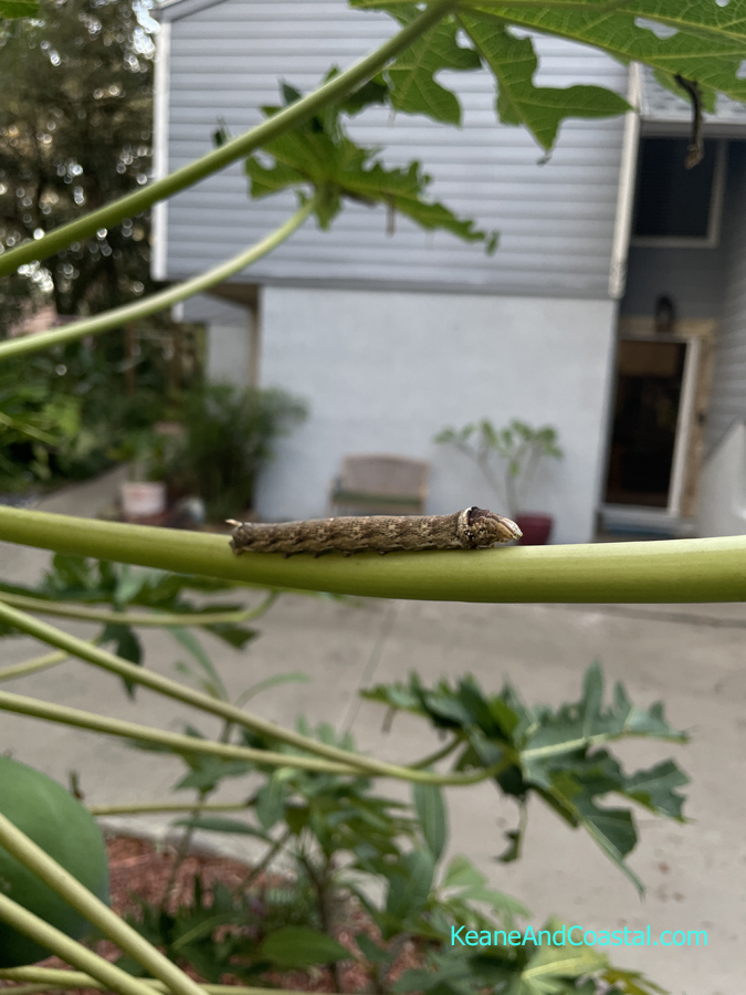 papaya hornworm on papaya tree
