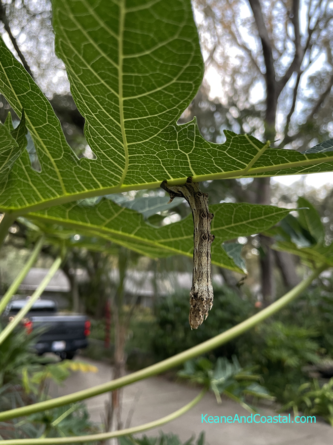 papaya hornworm hanging from papaya tree