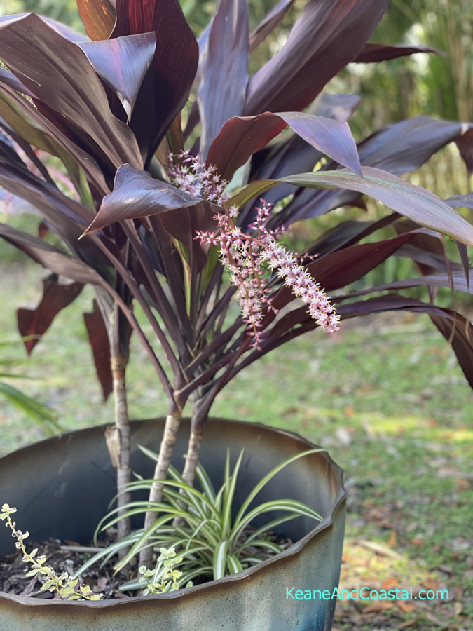 hawaiian ti plant flowering