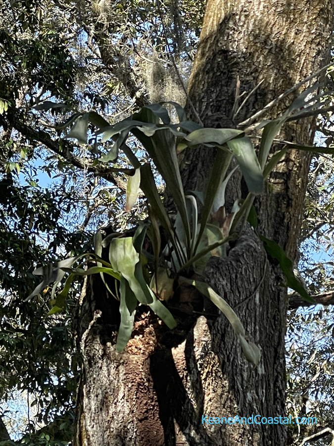 staghorn fern in tree