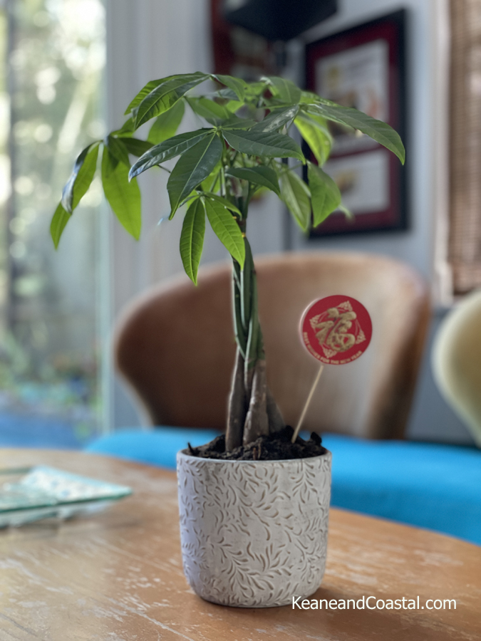 money tree plant