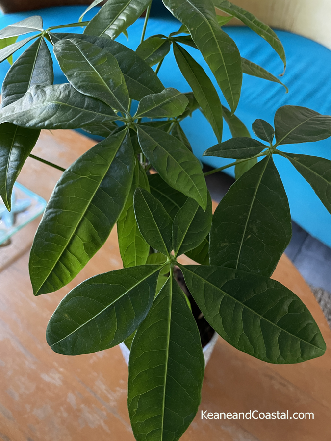 leafy top of money tree