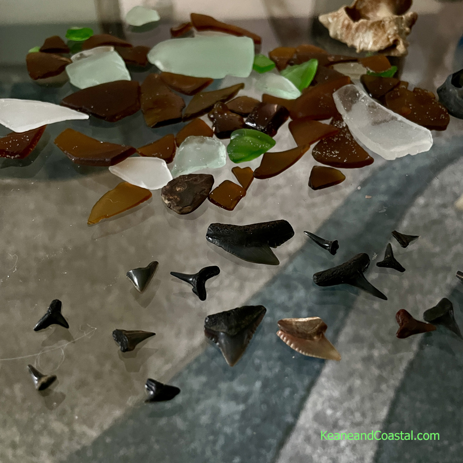 sharks teeth and sea glass