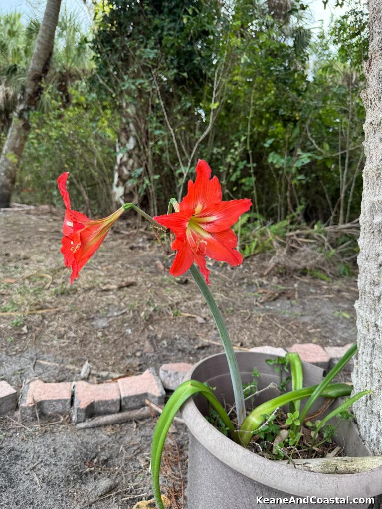 Amaryllis Red Barbados Lily blooming late February