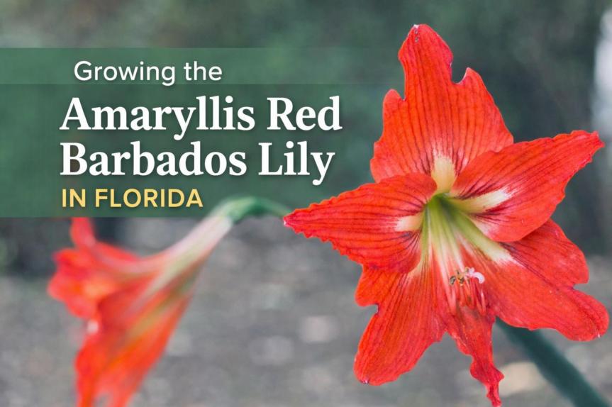 Growing the Amaryllis Red Barbados Lily in&nbsp;Florida