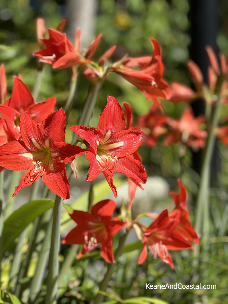 Amaryllis Red Barbados Lily together