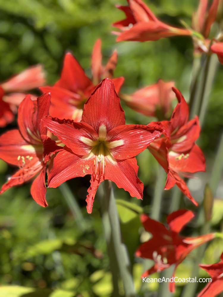Amaryllis Red Barbados Lily in Florida