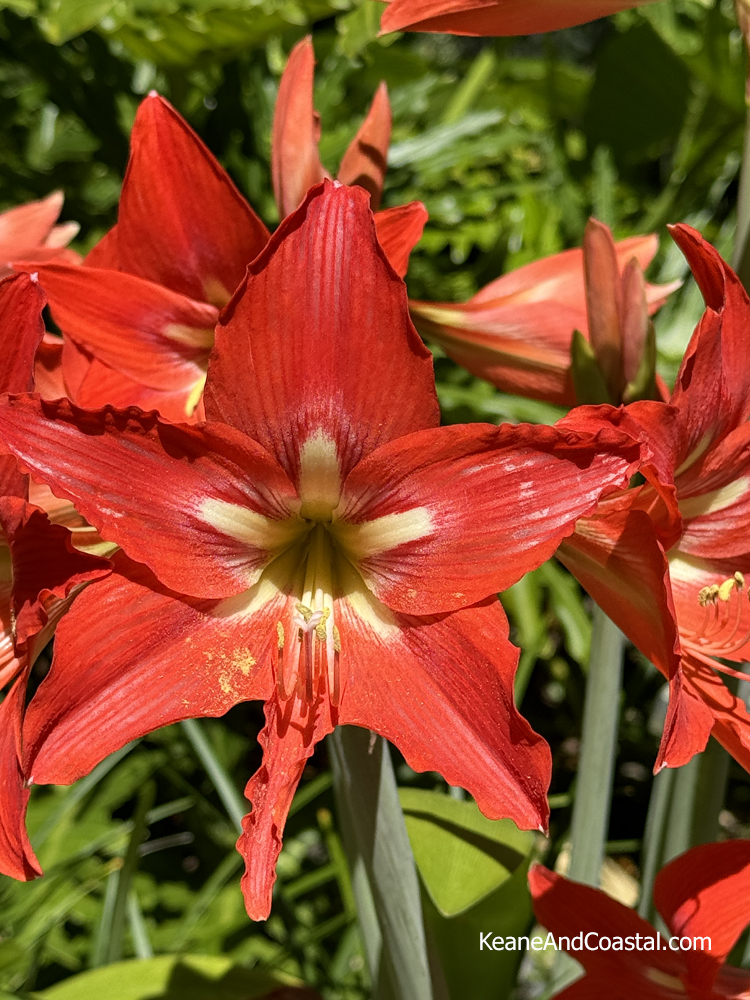 Amaryllis Red 