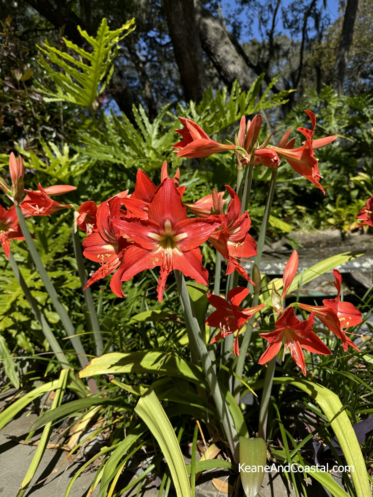 Amaryllis Red Barbados Lily as a border