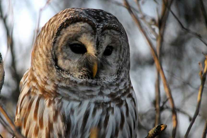barred owl in florida