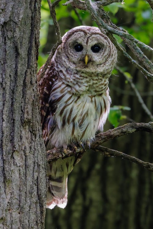 barred owl in tree