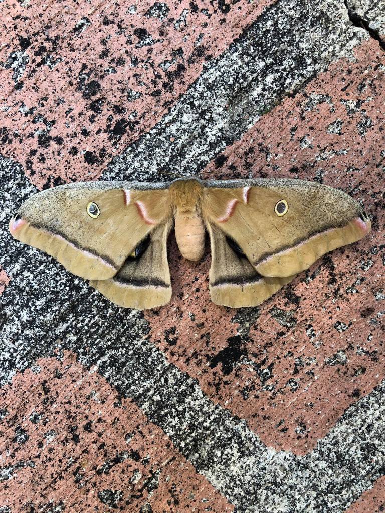 large brown polyphemus moth