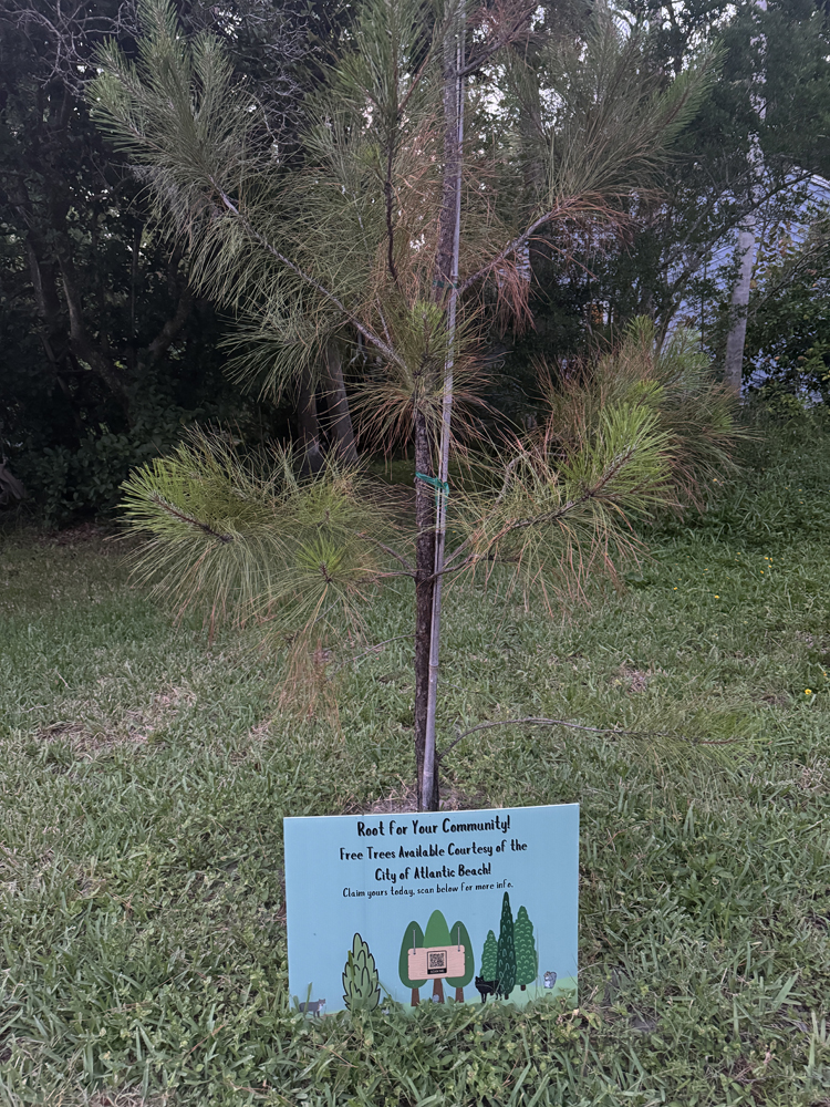 free tree from city of atlantic beach with sign explaning how to get your free trees
