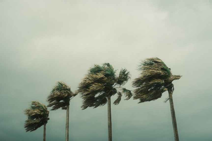 palm trees during hurricane