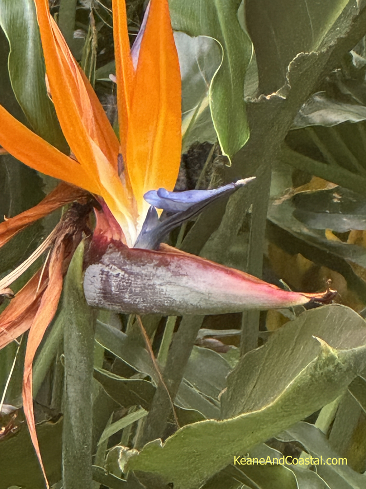close up of bird of paradise in bloom