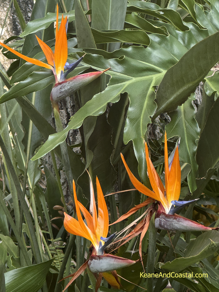 bird of paradise in bloom