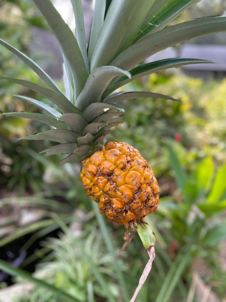 homegrown pineapple