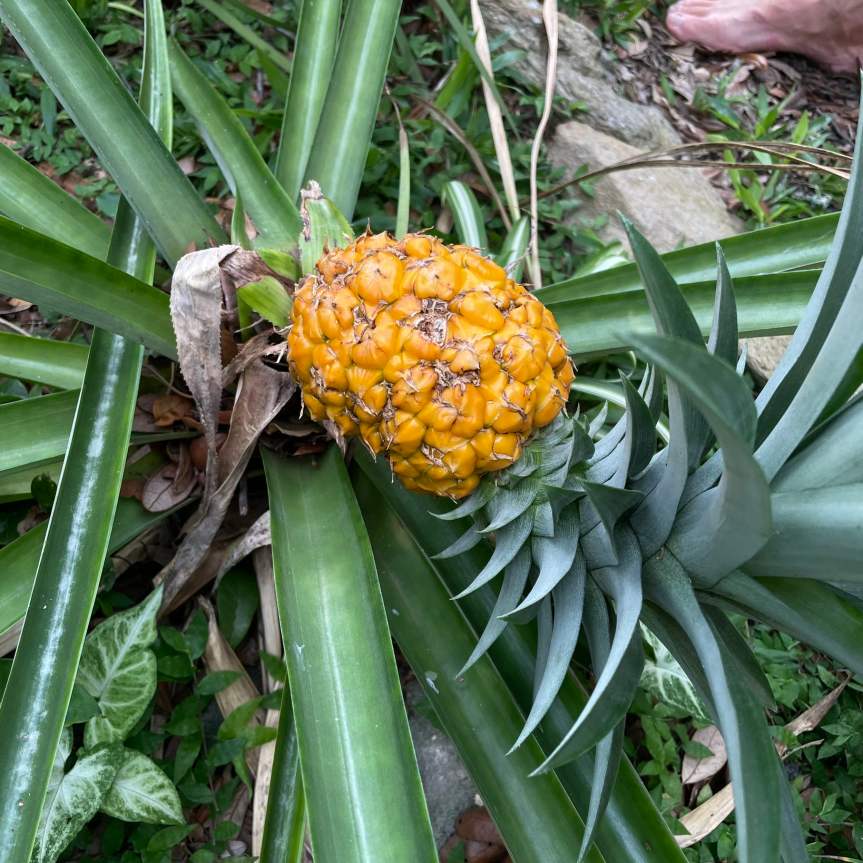 florida pineapple