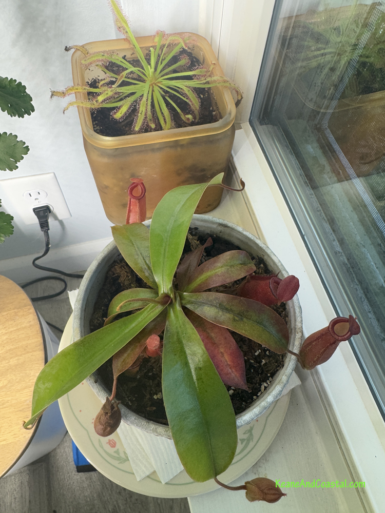 sun dew and nepenthes carnivorous plants