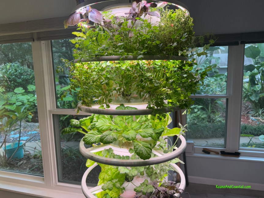 lettuce grow hydroponic garden
