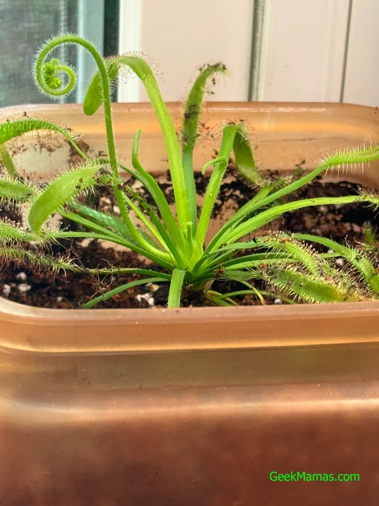 sundew feeding on fungus gnats