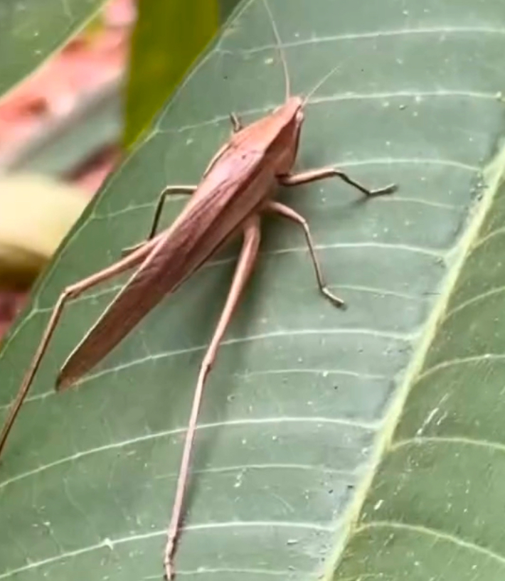 brown conehead katydid