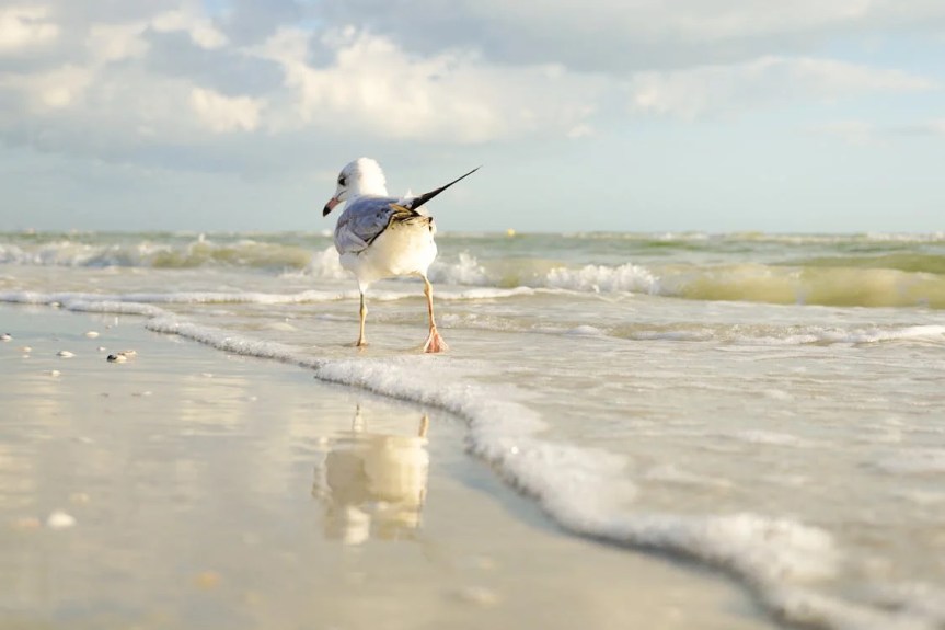 seagull on cold beach