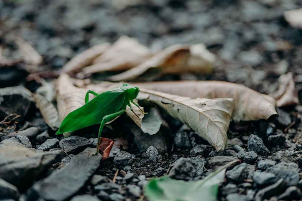 green katydid on brown leaves