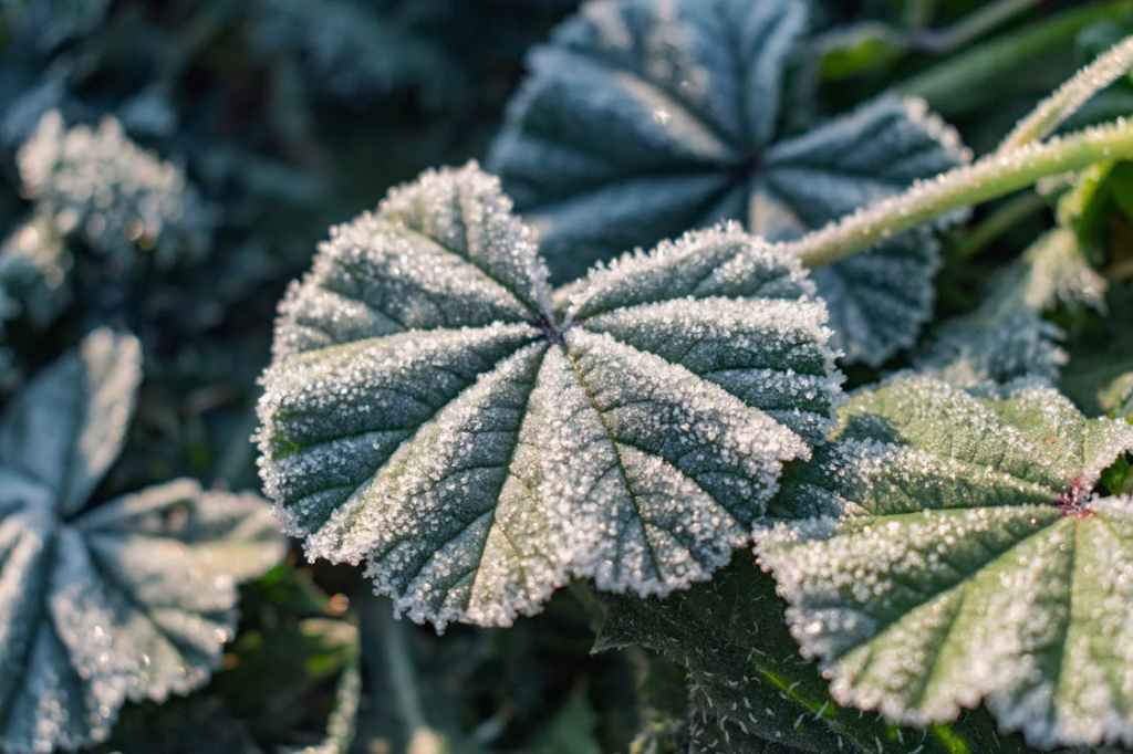 plants with frost