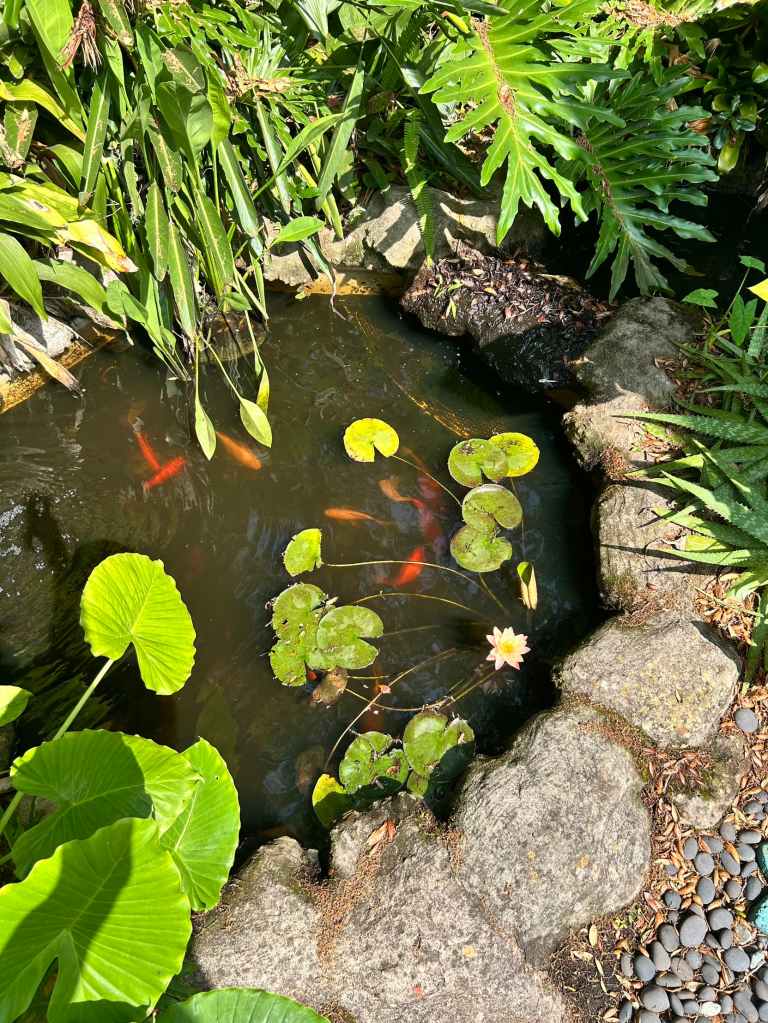 my fish pond with water lily