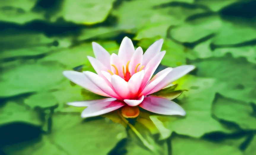 pink water lily