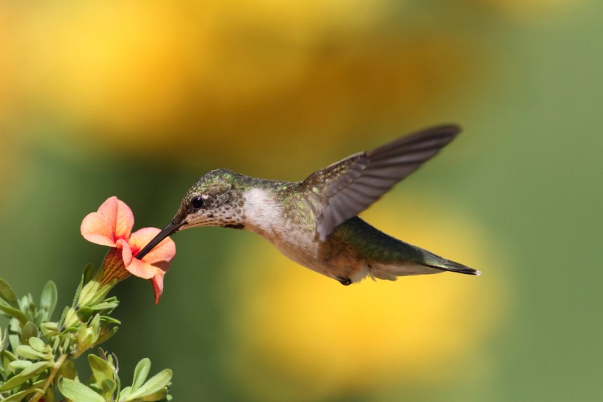 ruby throated humming bird female