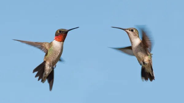 male vs. female ruby throated hummingbird