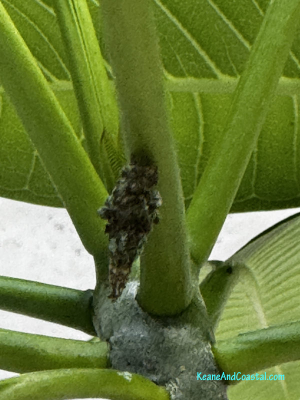 bagworm on plant