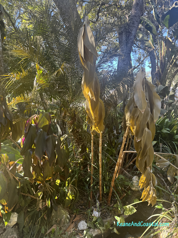Freeze damaged spiral ginger plants