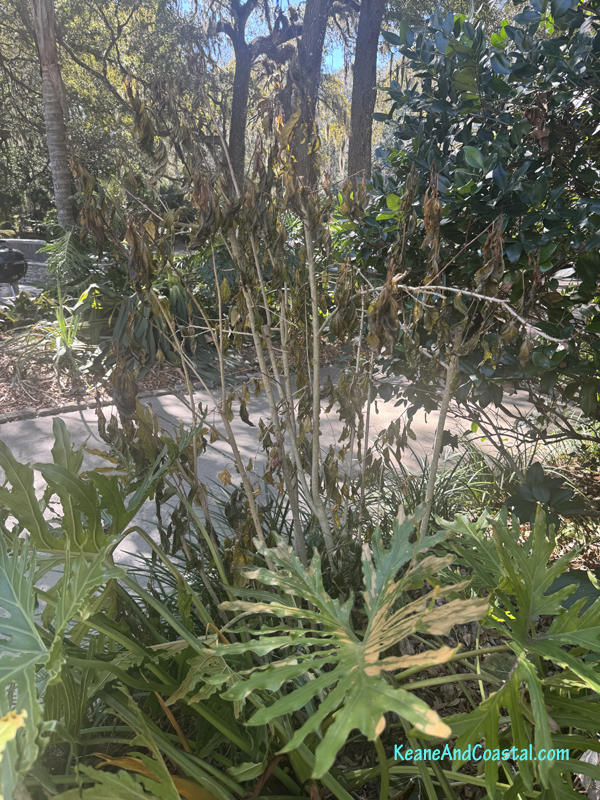 Hibiscus looking dead after the freeze