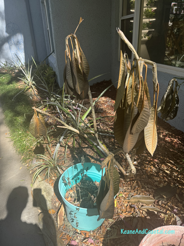 Plumeria after a freeze