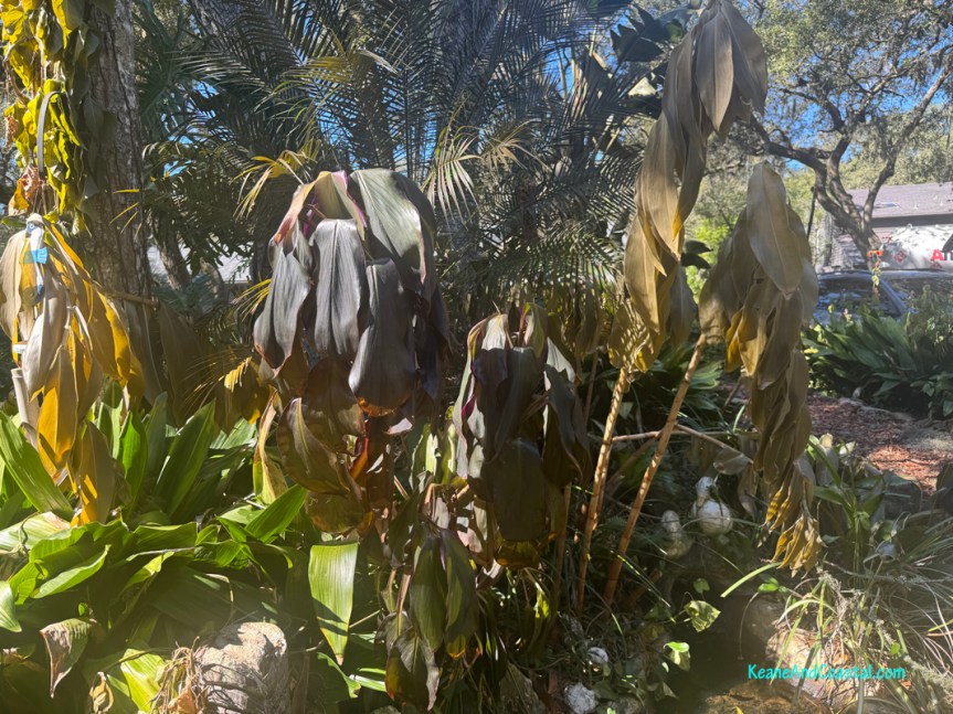 freeze damaged plants in north florida