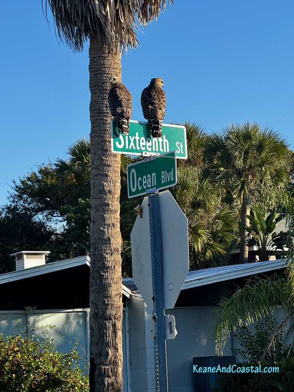 red shouldered haws in atlantic beach on ocean blvd.