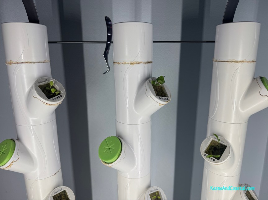 What is this White Crust on My&nbsp;Gardyn?