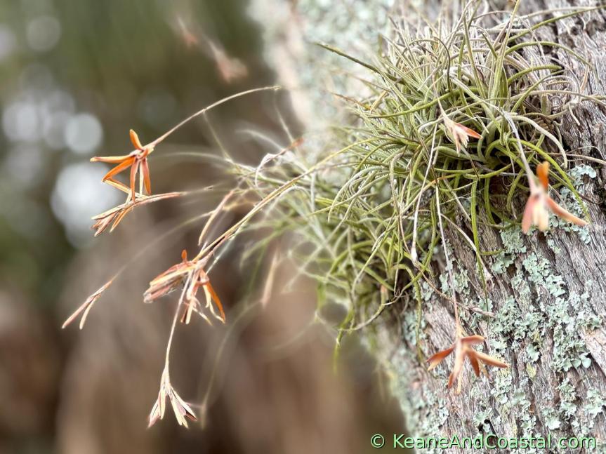 ball moss air plant on tree