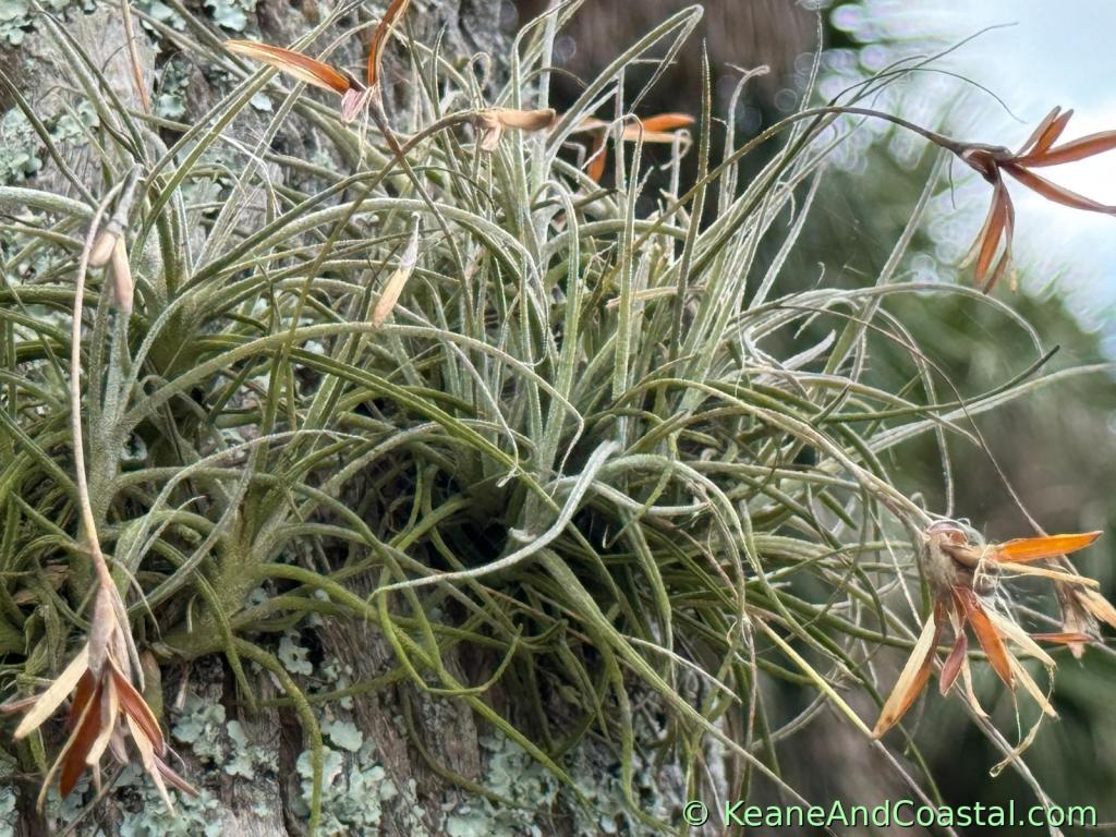 close up of ball moss air plant