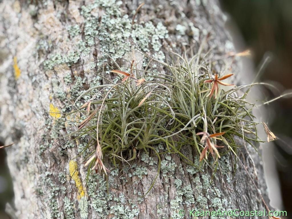 ball moss air plant on tree with orange flowers in bloom