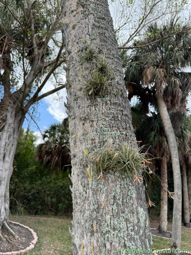 ball moss air plant attached to a palm tree